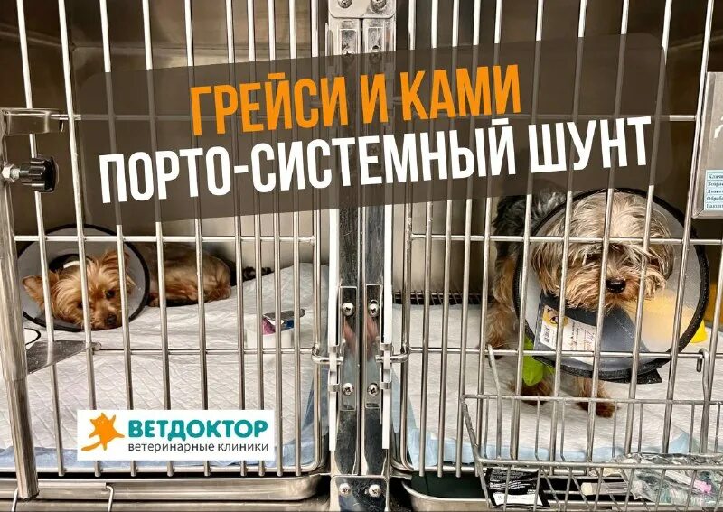ветдоктор жуковский