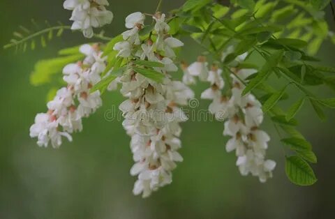 Ветки акации песня