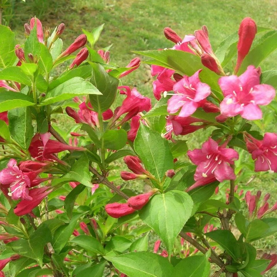 Bristol ruby. Вейгела бристоль. вейгела бристоль руби. вейгела bristol ruby. вейгела цветущая бристол руби.
