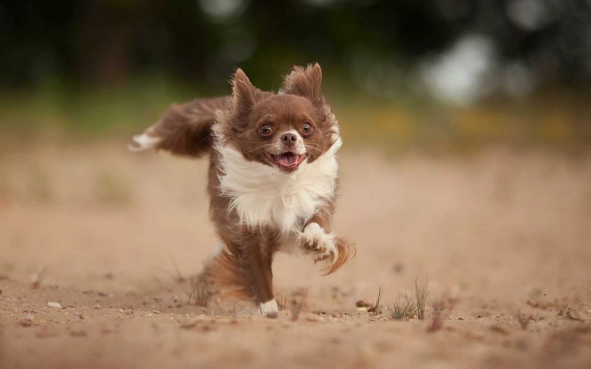 Убежал щенок. Щенок бежит. Радостный щенок. Собака бегает. Смешная собака бежит.