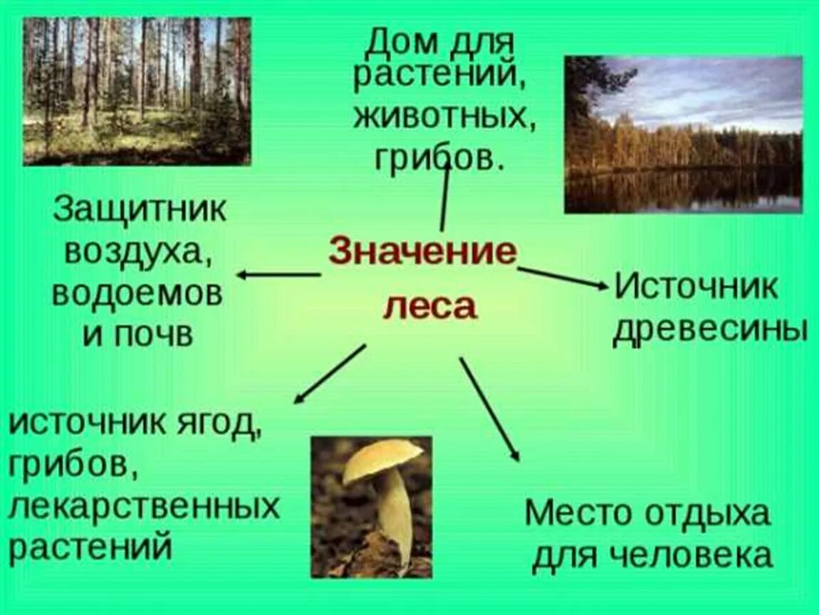 Защитник воздуха водоёмов и почв. Лес защитник воздуха водоемов и почв. Значение леса. Роль леса в природе.