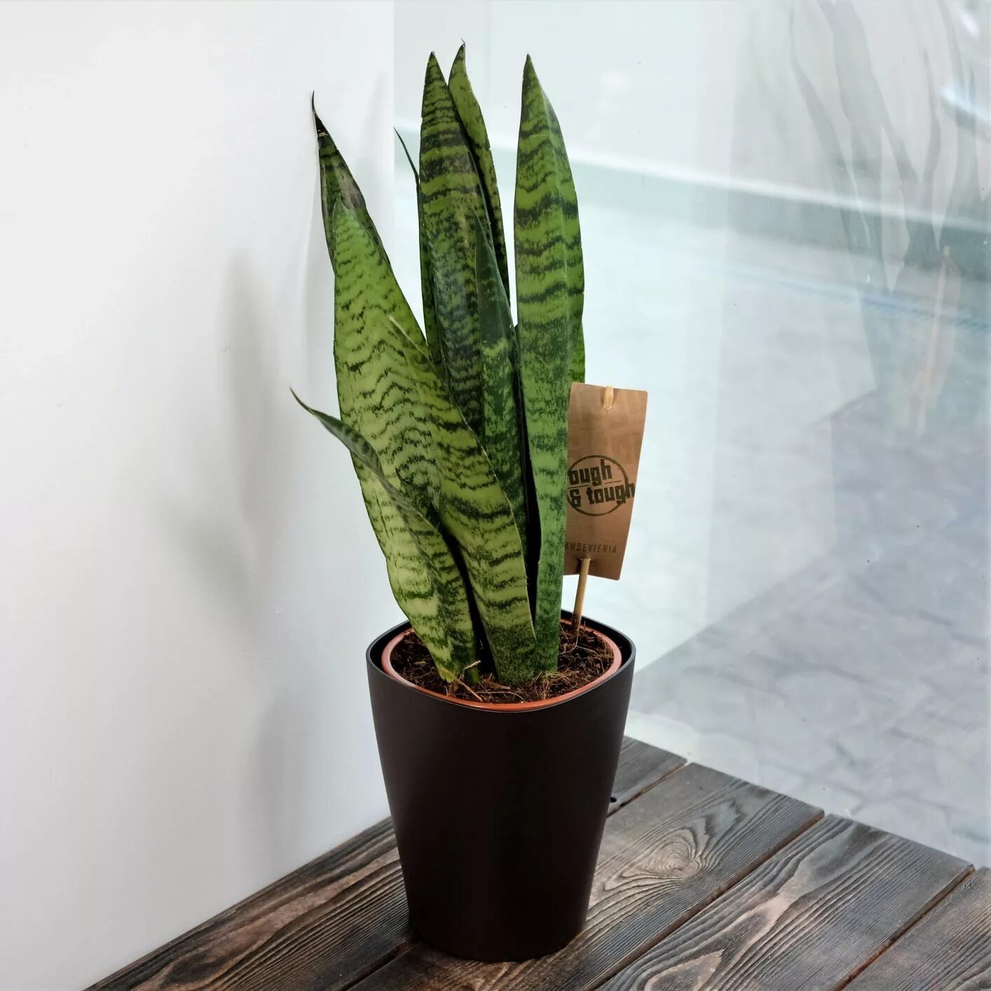 редкая сортовая сансевиерия.