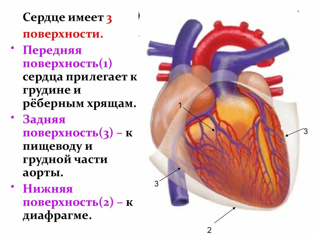 Расширение сердечного сосуда. 3 Поверхности сердца грудино реберную. Внешнее строение сердца поверхности. Отделы сердца прилежащие к диафрагме. Сердце анатомия.