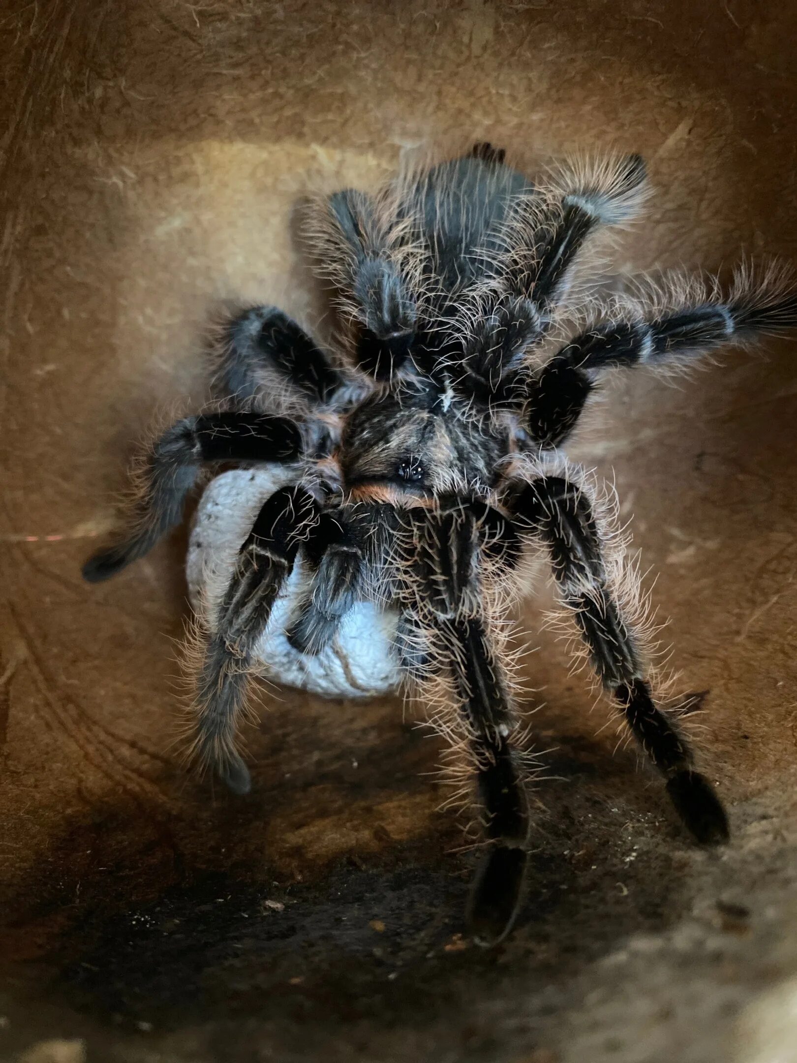 Пауки рептилии. Брахипельма альбопилосум Никарагуа. Самка паука. Необычные пауки. Пауки гиганты.