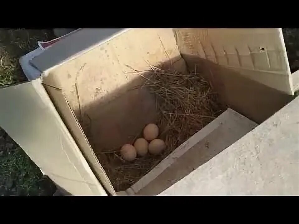 Почему прячется яичко