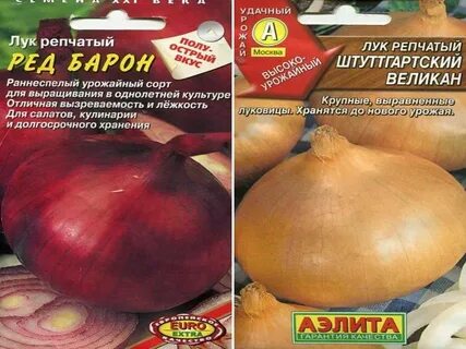 Лук золотые купола описание сорта отзывы