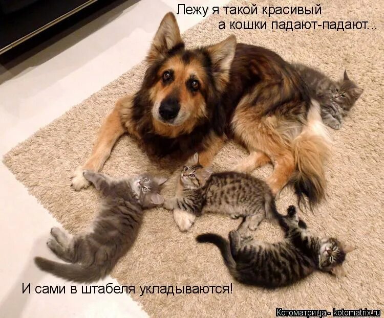 Падали и штабелями укладывались. Ю. Цитаты из девчат. Затихли. Падают и сами в штабеля укладываются.