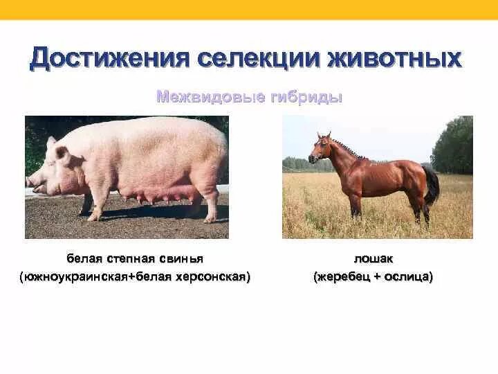 Гибриды растений примеры селекции Гибриды семян кукурузы Воронеж-Агро