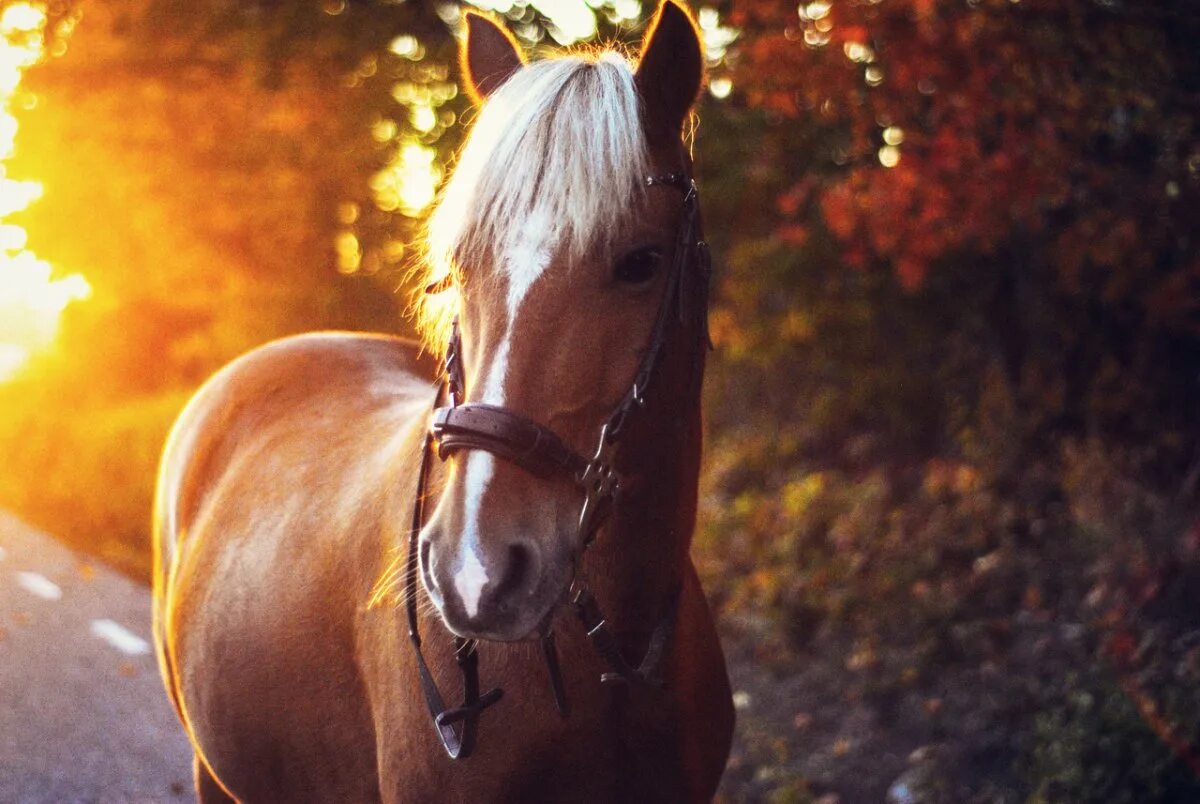 Красивые лошади. Лошади осенью. Осенняя лошадь. Красивые лошади на рабочий стол. Добра коня