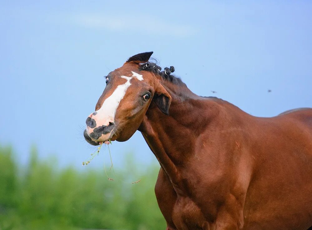 жирная лошадь. уэльский пони. жеребец толстого. лев николаевич толстой на лошади. жирная лошадь.