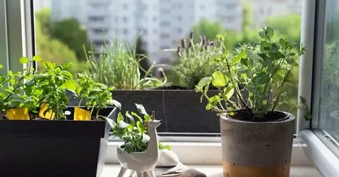 Можно ли выращивать мяту дома на подоконнике