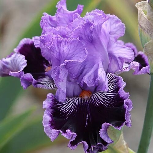 бледно-сиреневый ирис Iris flowers, Beautiful flowers, Amazing flowers