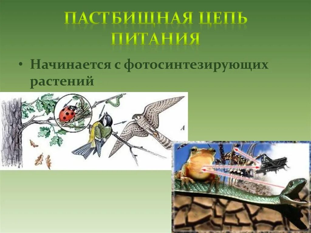 Первое звено пастбищной цепи. Пастбищная цепь. Пастбищная пищевая цепь. Пастбищная цепь питания. Пастбищная пищевая цепь примеры.