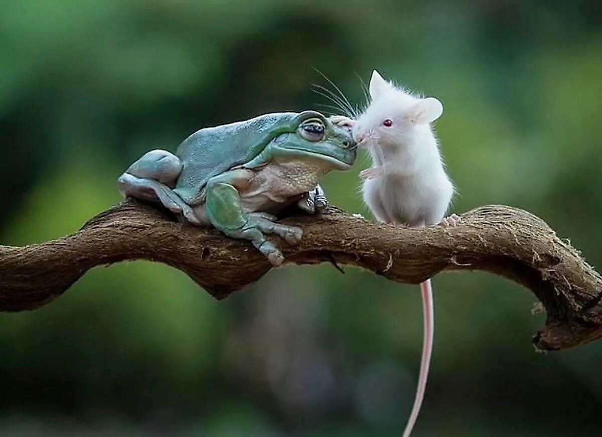 Мышка и лягушка. Лягушка голиаф ест мышь. Мышь и жаба. Крыса и жаба. Мыши жабы.