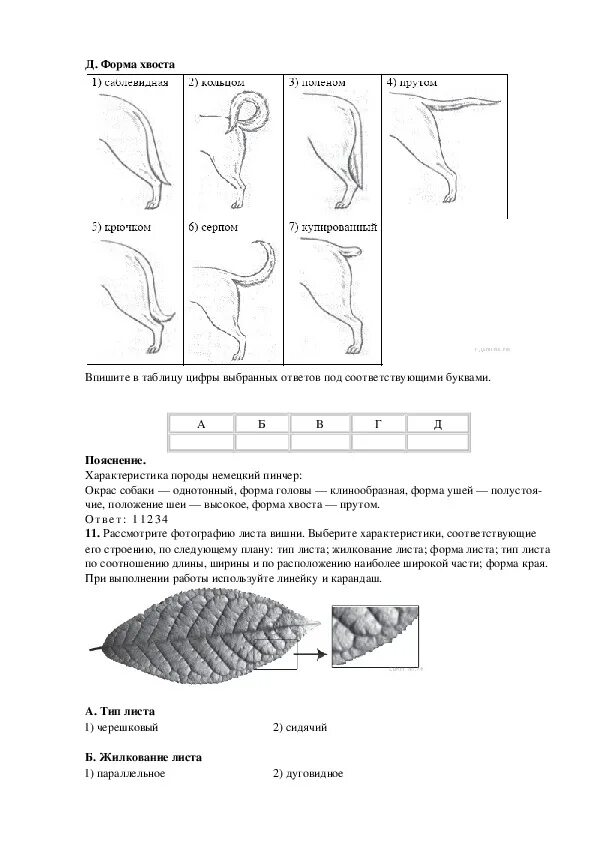 Решуогэ биология 9. ОГЭ по биологии задания. 29 Задание ОГЭ по биологии. Форма хвоста. Легкие задания ОГЭ по биологии.