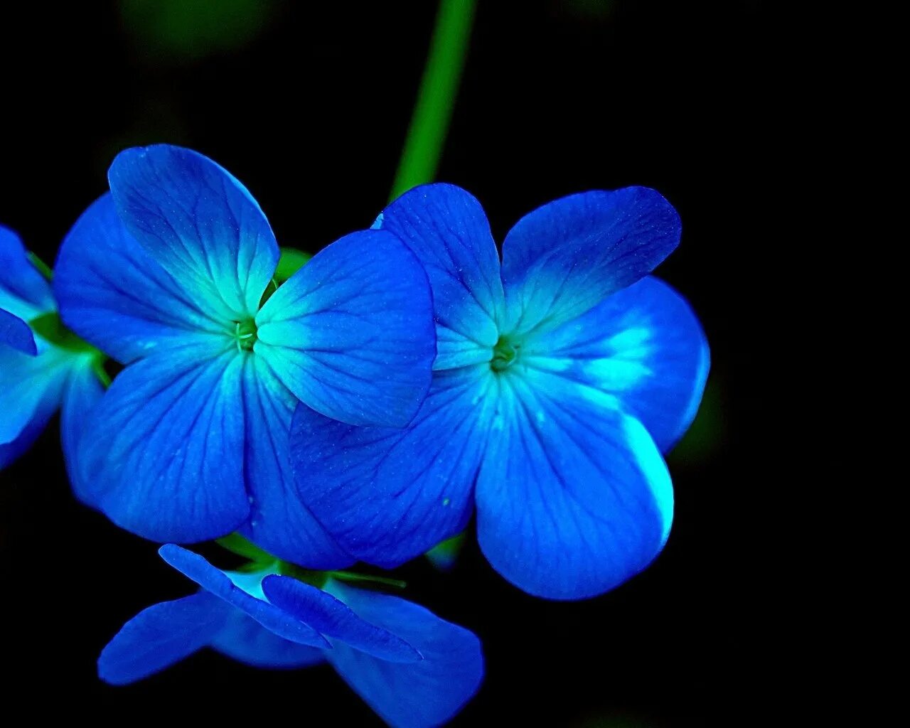 Синие картинки распечатать. Синие цветы. Синий цвет. Синие цветы на рабочий стол. Голубой цвет.