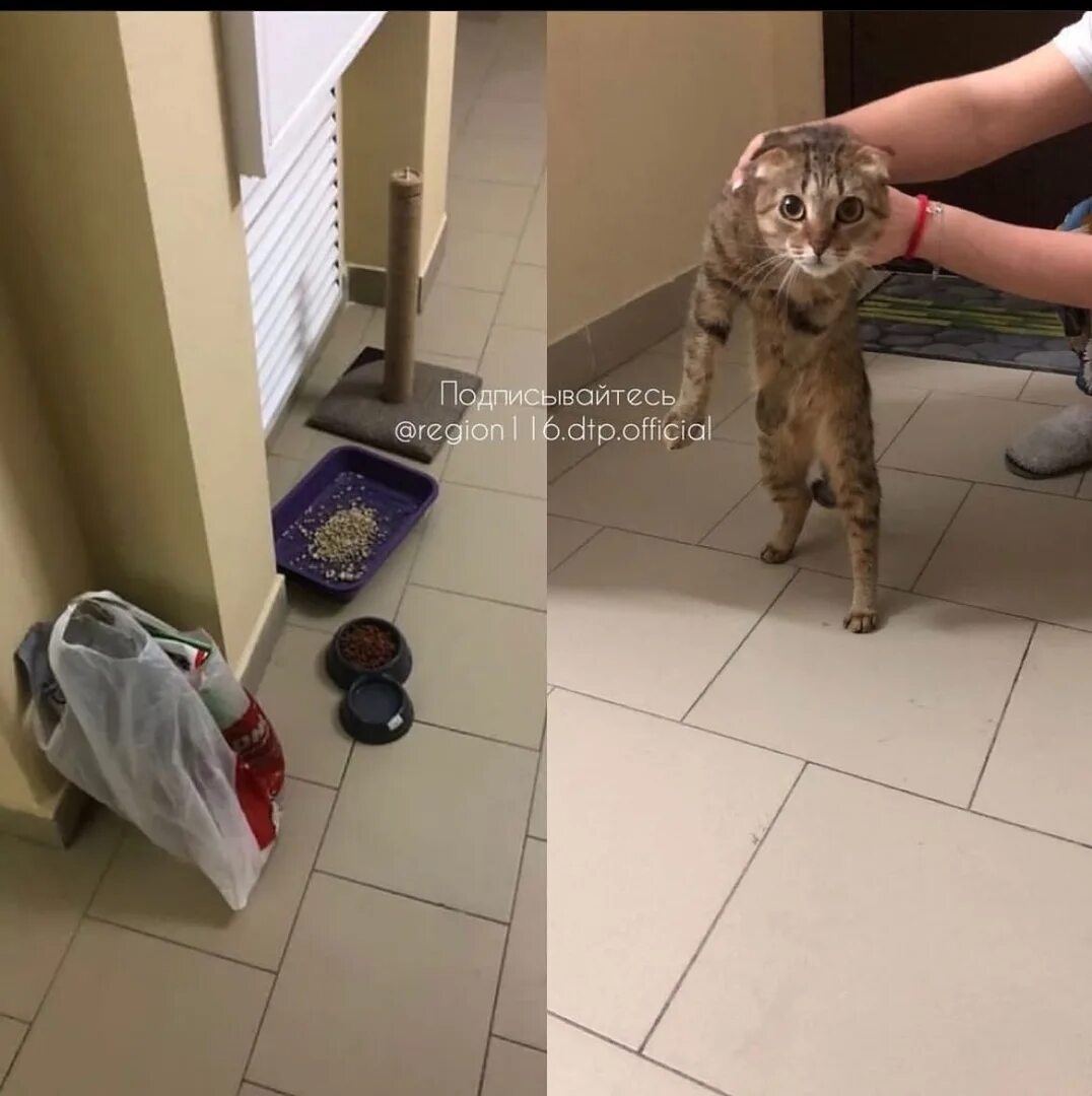 Хозяин выбросить. Хозяин выбросить