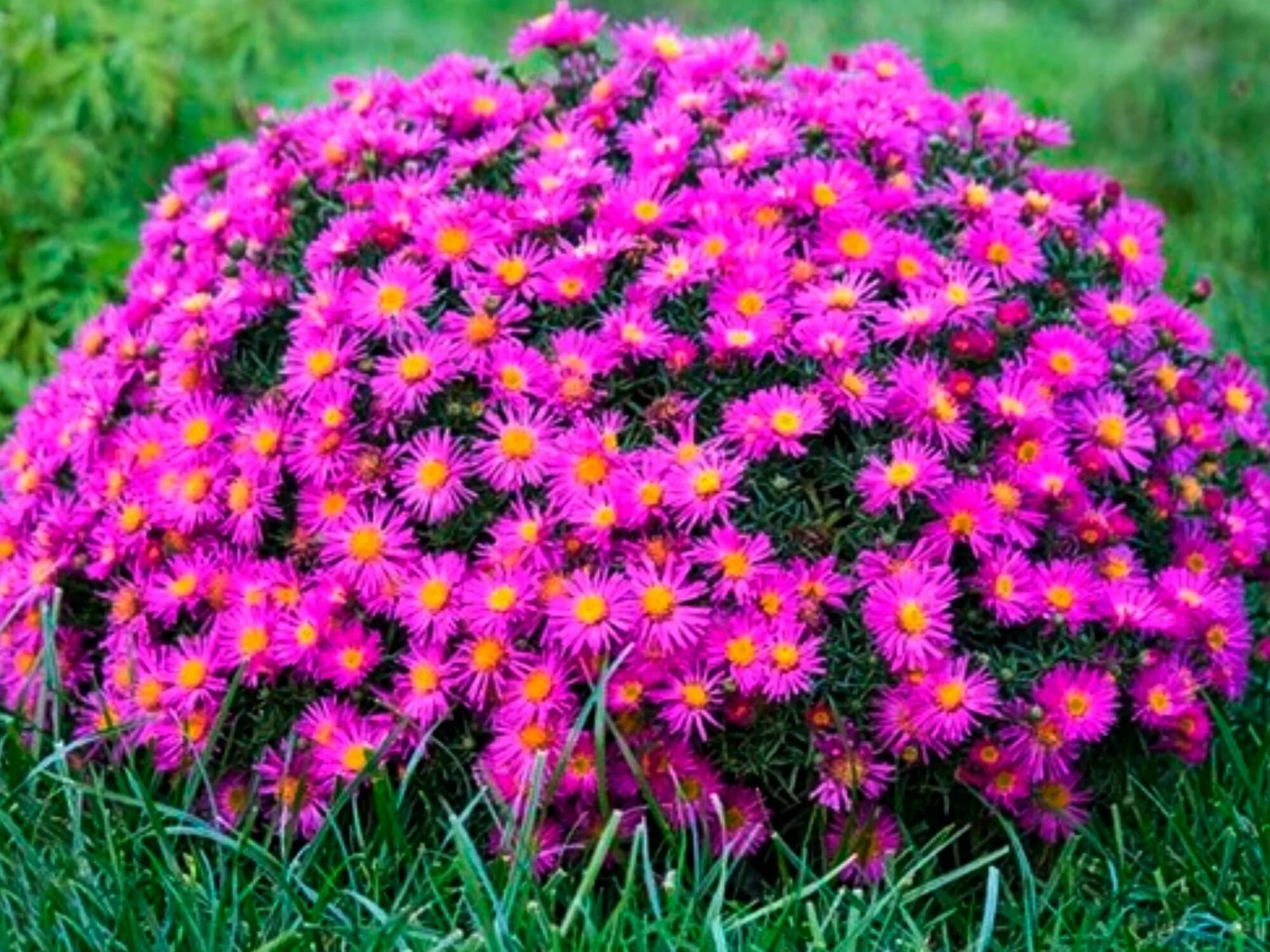 Низкие многолетники названия и фото. Aster dumosus Jenny.