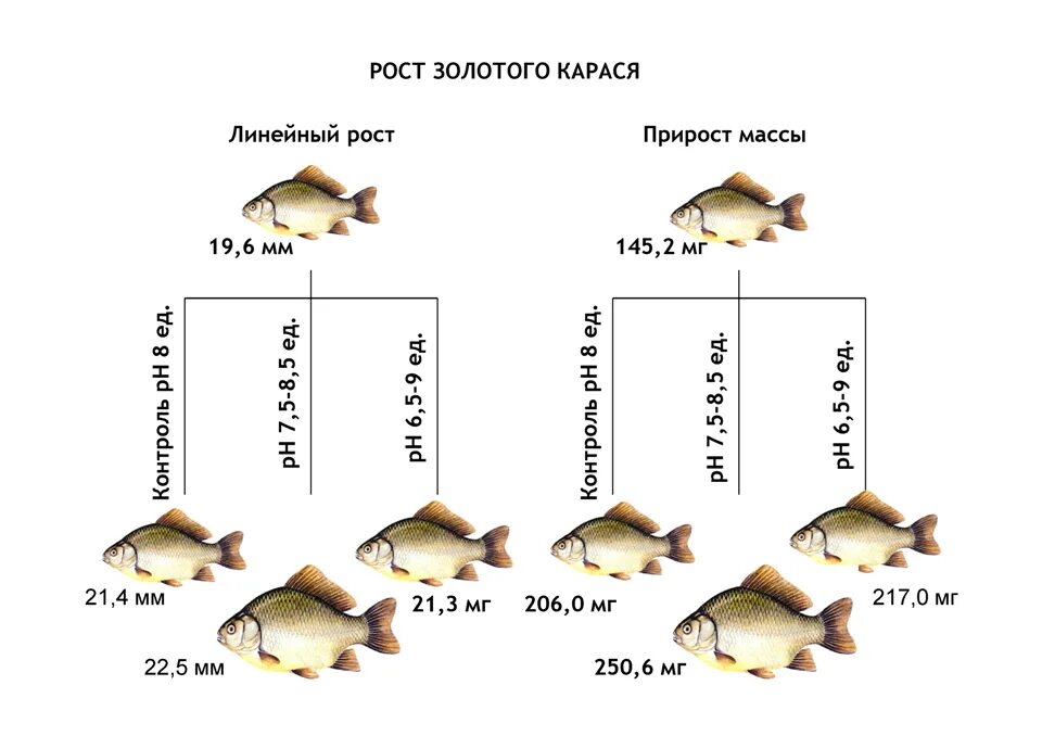 Рост карася. Карась Размеры. Таблица роста рыбы. Размер и Возраст карася. Сравнение размеров рыб