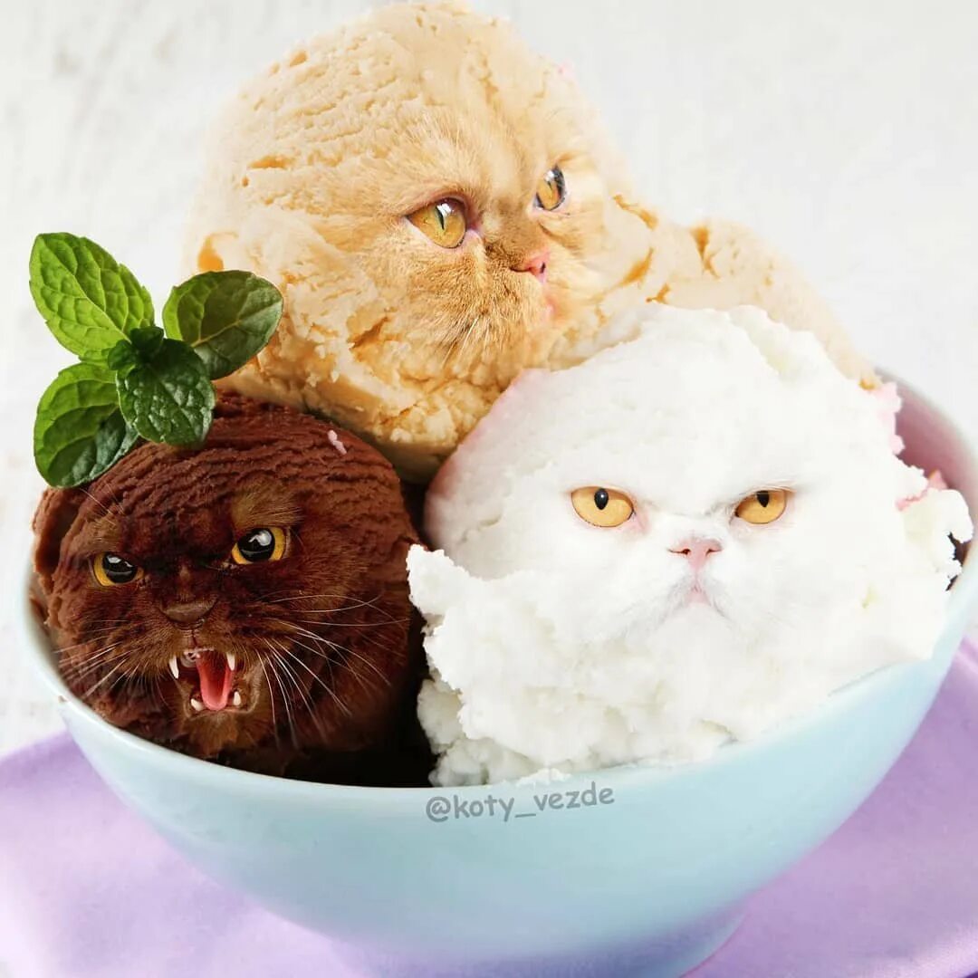 Коты мороженщик. Котик с едой. Котики в виде еды. Мороженое в виде котика. Красивое мороженое с котом.