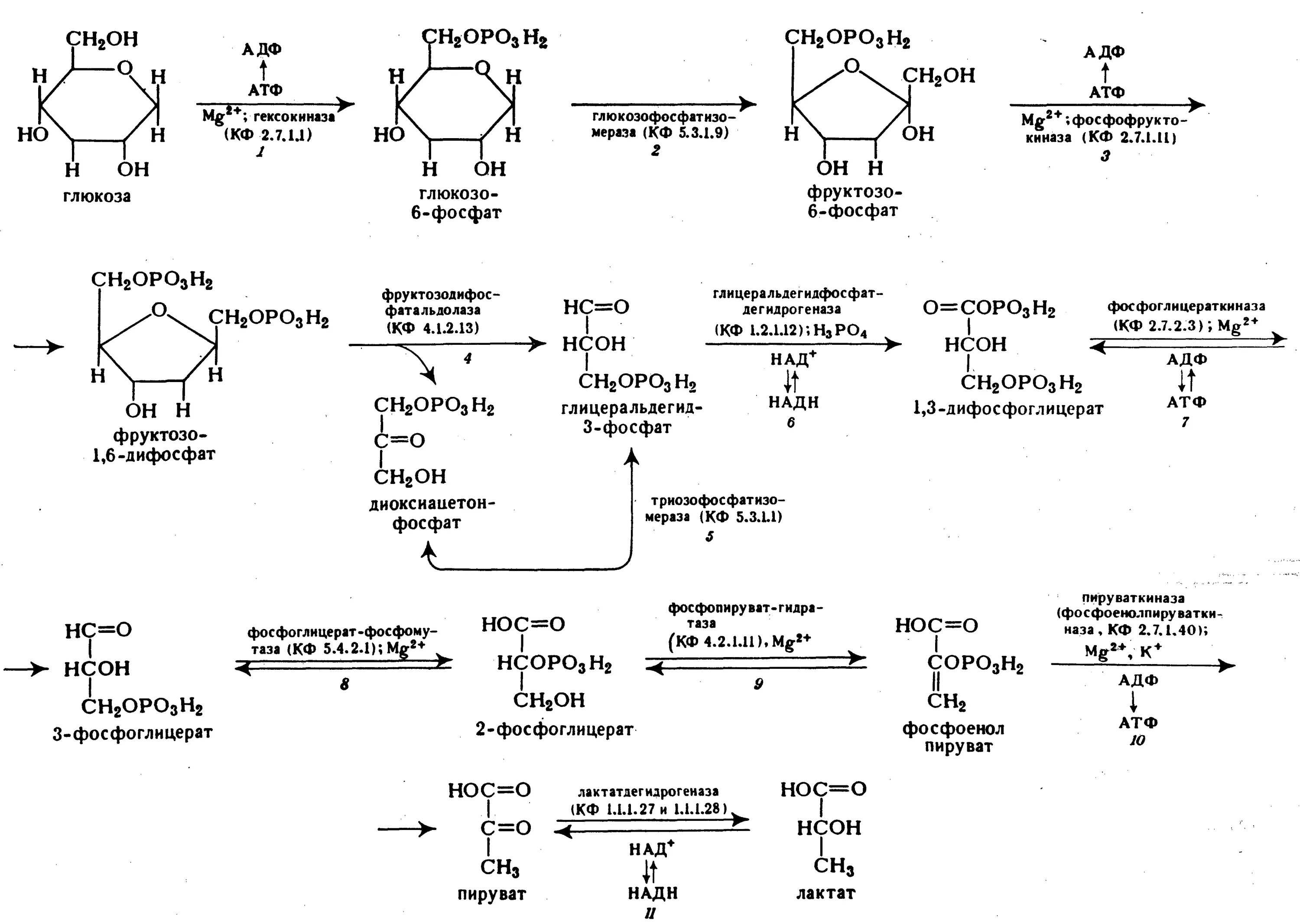 Гликолиз последовательность реакций. 10 Реакций гликолиза биохимия. Анаэробный гликолиз биохимия реакции. Гликолиз схема процесса. Процесс аэробного гликолиза.