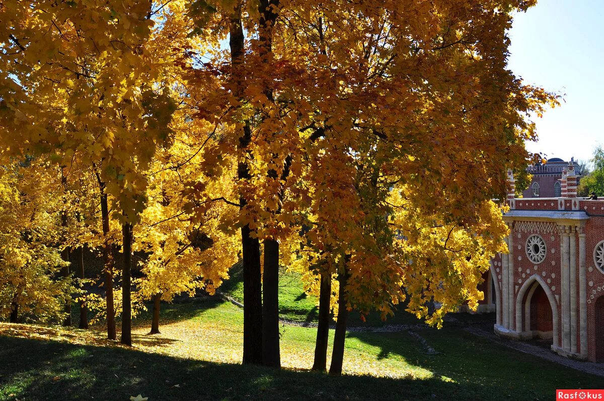золотая осень в екатерининском парке. царицыно парк москва осенний. осенний парк москвы. парк в москве осенью. нескучный сад москва лавочка.
