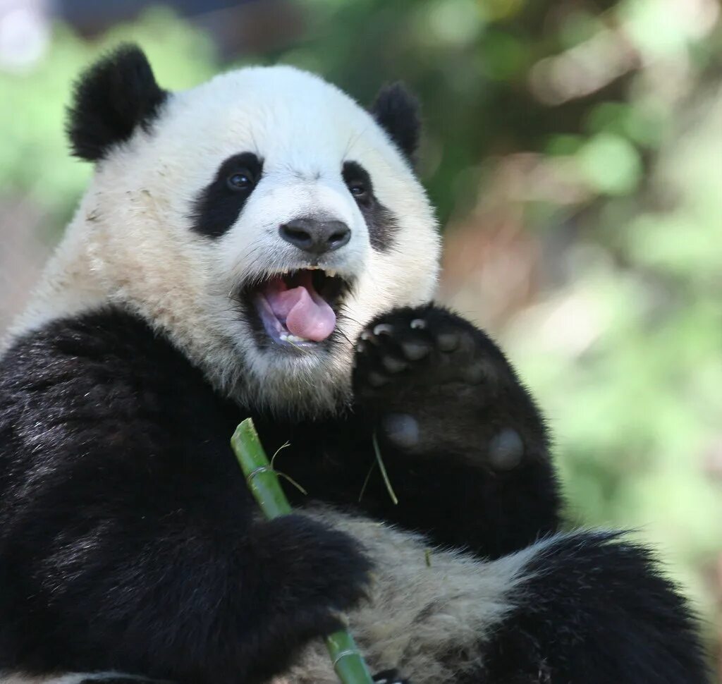 Большая Панда (Ailuropoda melanoleuca).. Панда бамбуковый медведь. Большая Панда или бамбуковый медведь. Ailuropoda melanoleuca hastorni. Большая панда медведь