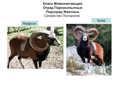 Парнокопытное жвачное семейства полорогих