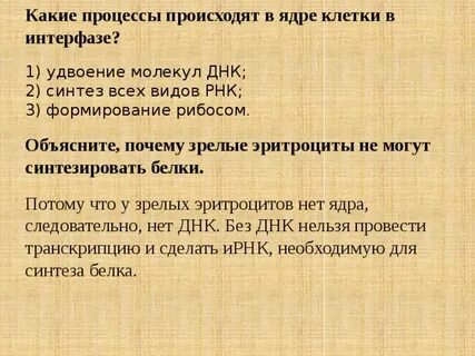 Какие процессы происходят в клеточном ядре