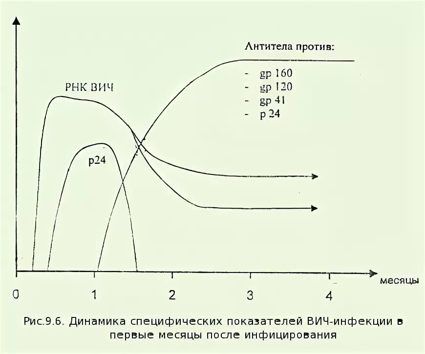 Сроки появления антител к ВИЧ. ИФА на антитела к ВИЧ. ВИЧ график антител. График появления антител ВИЧ. Тест антиген вич