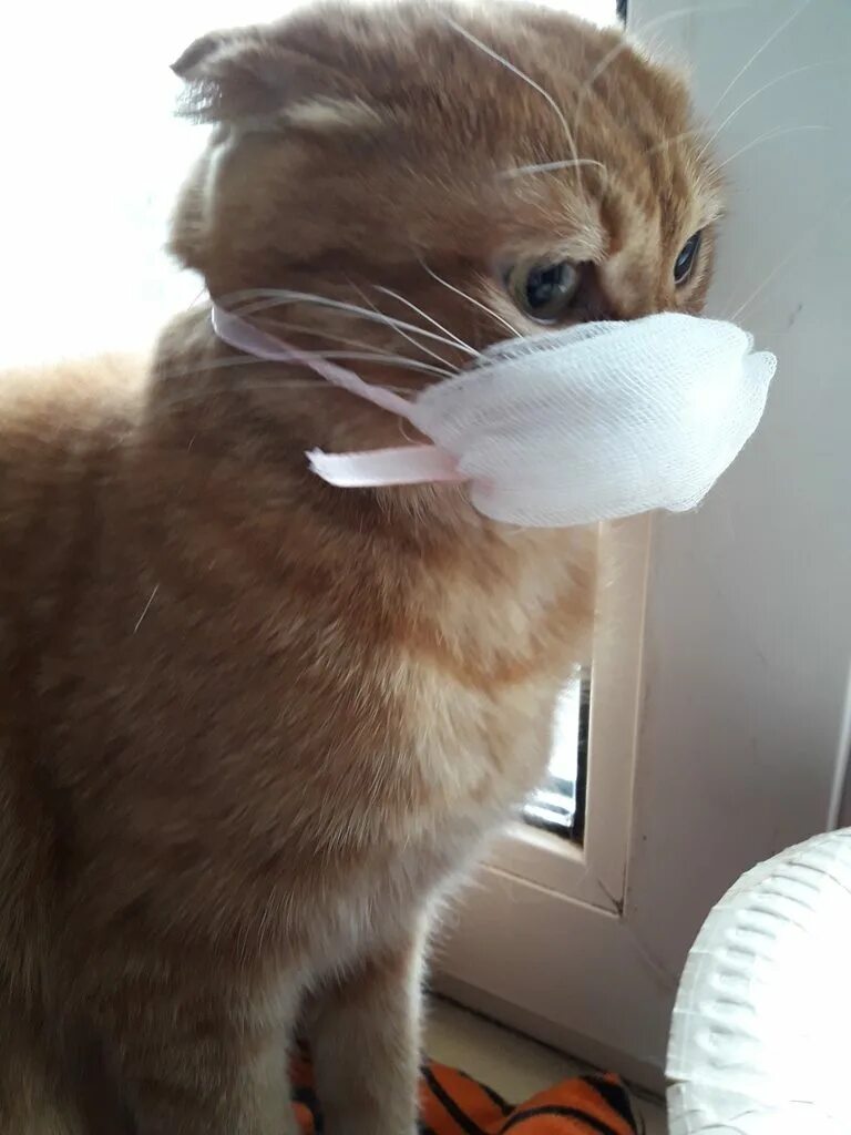 Кот под маской. Котик в маске коронавирус. маски. котик. котик с маской из интернета. кошки испугались маски.