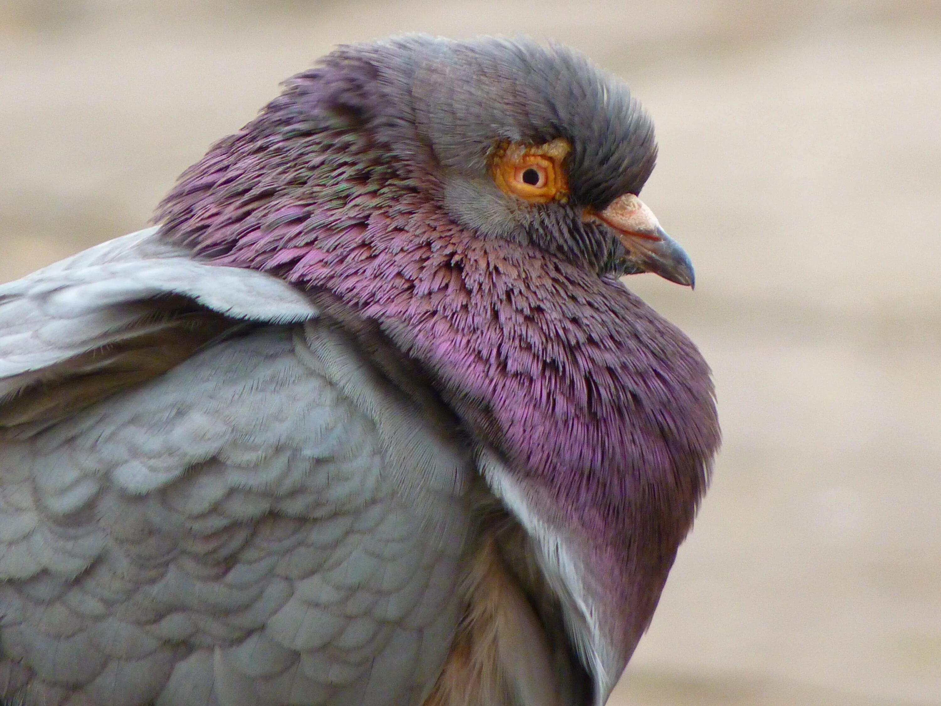 Cold bird. Типичные птицы. Голубь. Злой голубь. Голубь крупным планом.