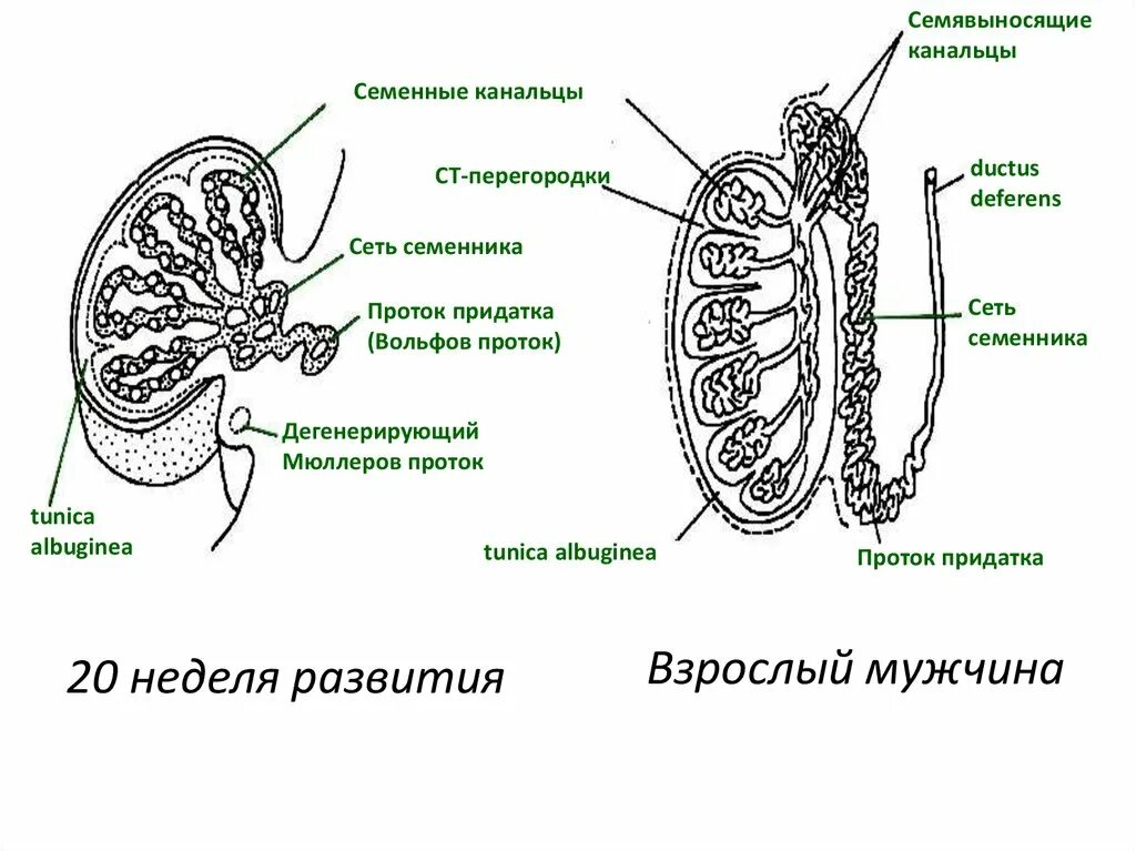 Мужские половые железы семенники. Семенник гистология семенные канальцы. Схема семявыносящие канальцы. Схема канальцы семенника. Семявыносящие пути строение.