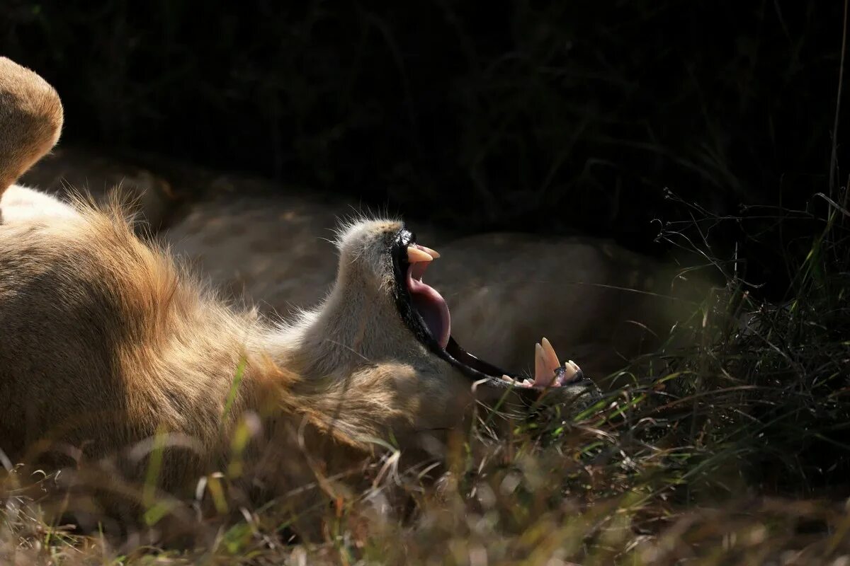 Растерзание дикими зверями. Найроби парк диких зверей. Животными растерзанные фото.