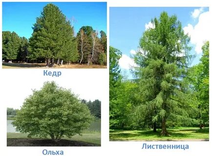 Сосна пихта ольха лиственница