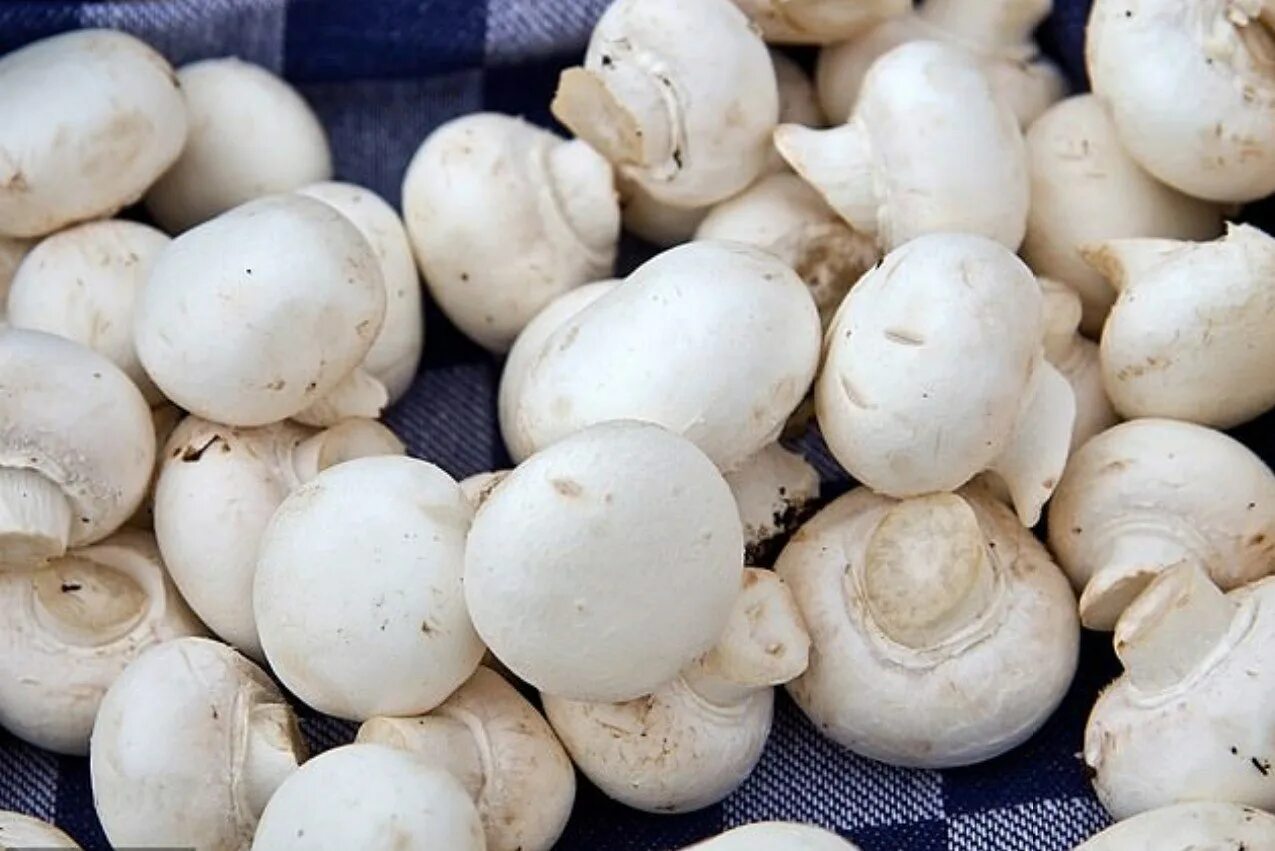 Шампиньон является. Шампиньоны съедобные. Несвежие шампиньоны. Шампиньон является. Шампиньон является.