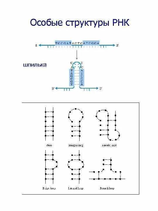 Шпилечная структура РНК. Вторичная структура РНК шпилька. Строение шпильки ТРНК. . Вторичная и третичная структура РНК. Шпильки..