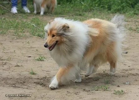 Форум любителей колли