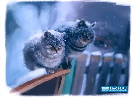 Морозяка