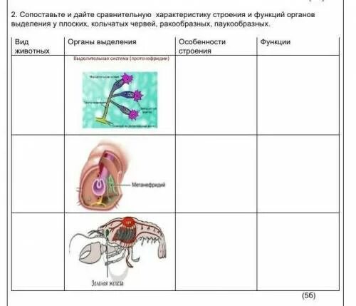 Выделительная система 2 вариант. Органы выделения животных таблица. выделительная система таблица. строение и функции выделительной системы таблица. сравнение выделительной системы животных.