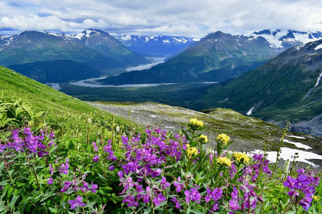 Цветок аляска. Национальный парк Аляска цветы. Национальные парки Кенай-Фьордс. Кенай-Фьордс Аляска. Кенай Фьордс парк США.