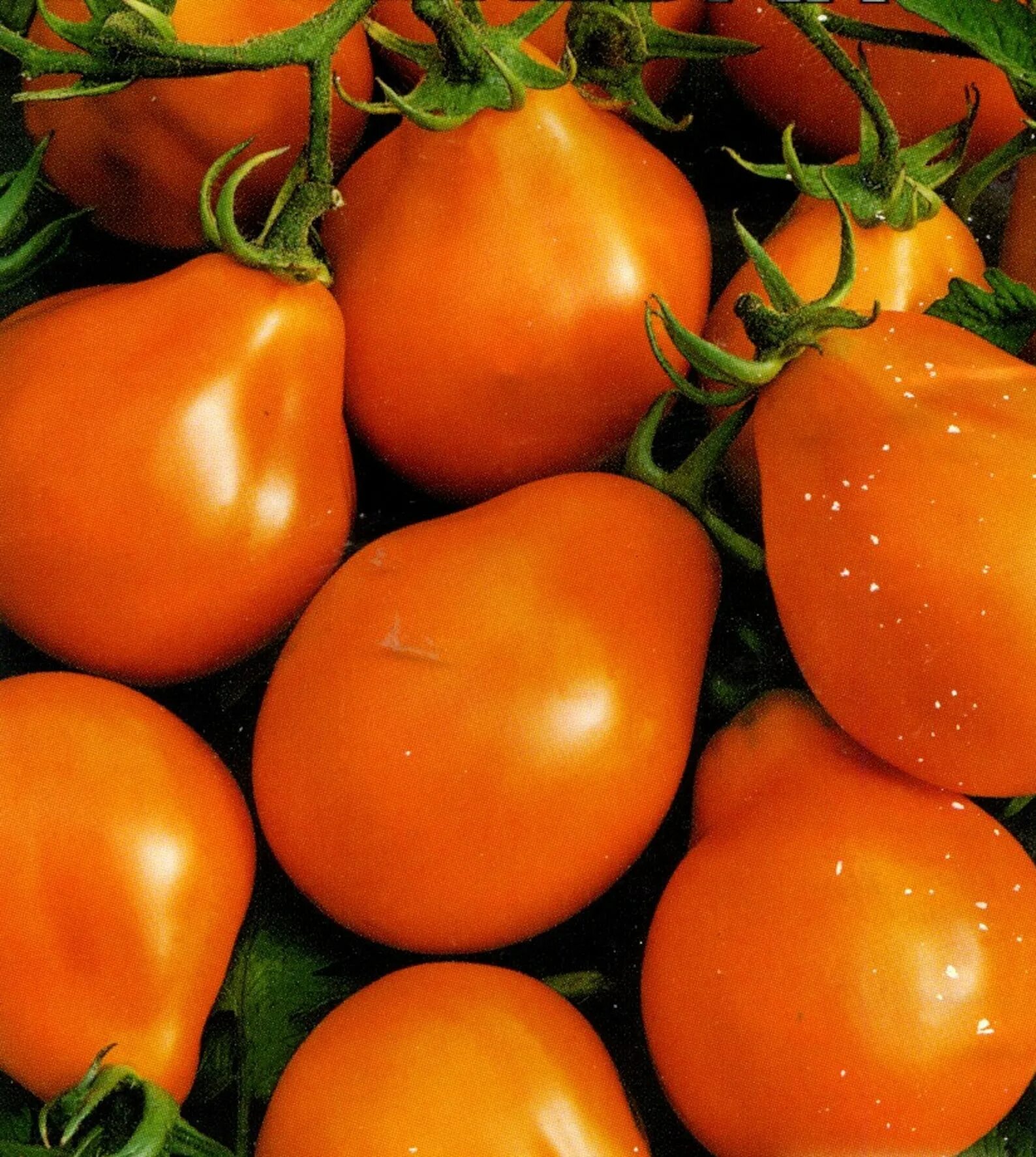 Pear tomato