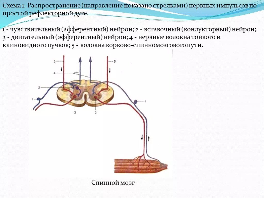 Схема передачи двигательных импульсов между нейронами. Схема проведения импульса по нейрону. Схема проведения импульса двигательного нейрона. Схема передача нервного импульса в ЦНС.