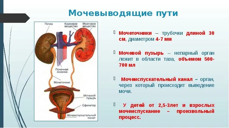 Канал мочи у мужчин. Мочевыделительная система строение анатомия. Мочевыделительная система строение почки. Строение и функции мочеточника и мочевого пузыря. Выделительная система строение почки.