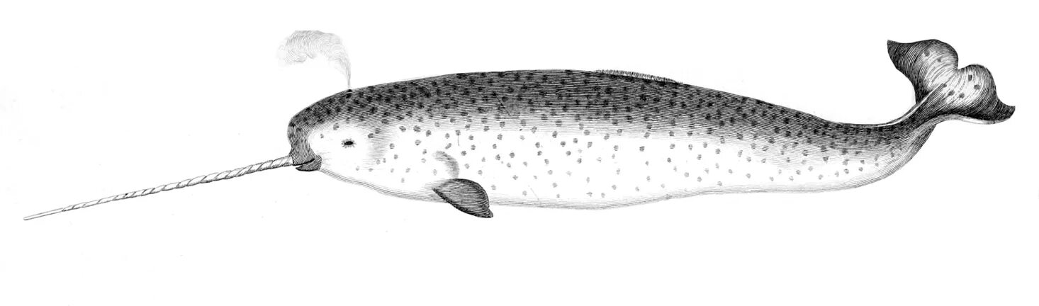 Нарвал зуб что делать. Нарвал (monodon monoceros).