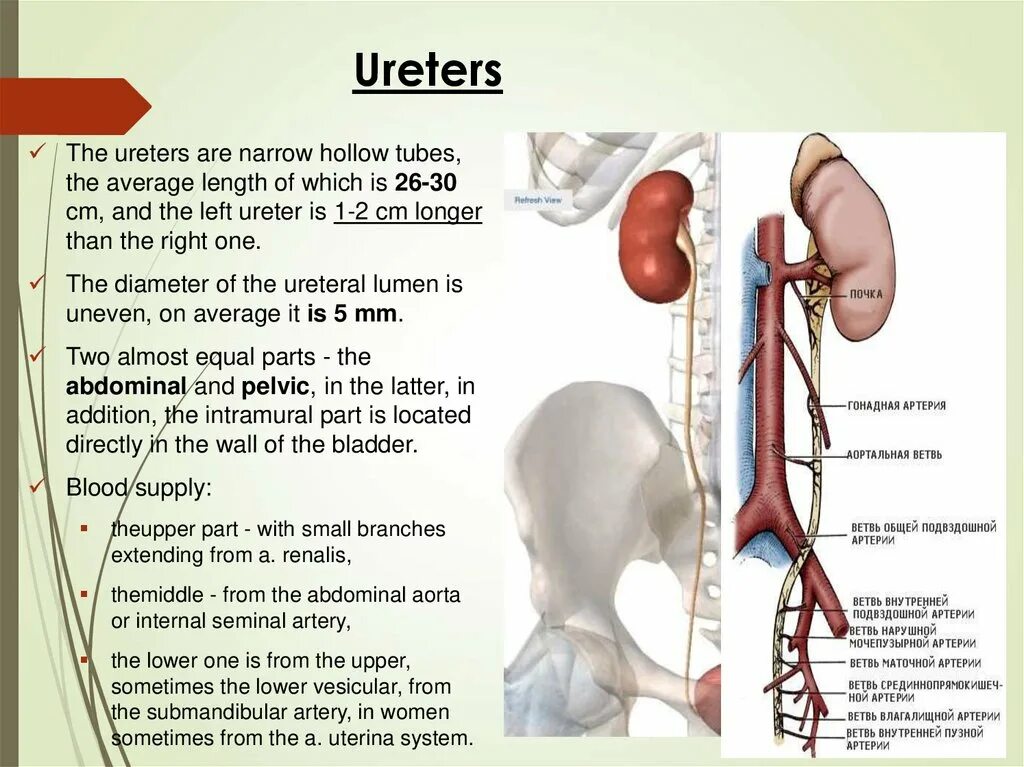 Урология ответы. Ureter анатомия. Какие части имеет ureter. Урология презентация.