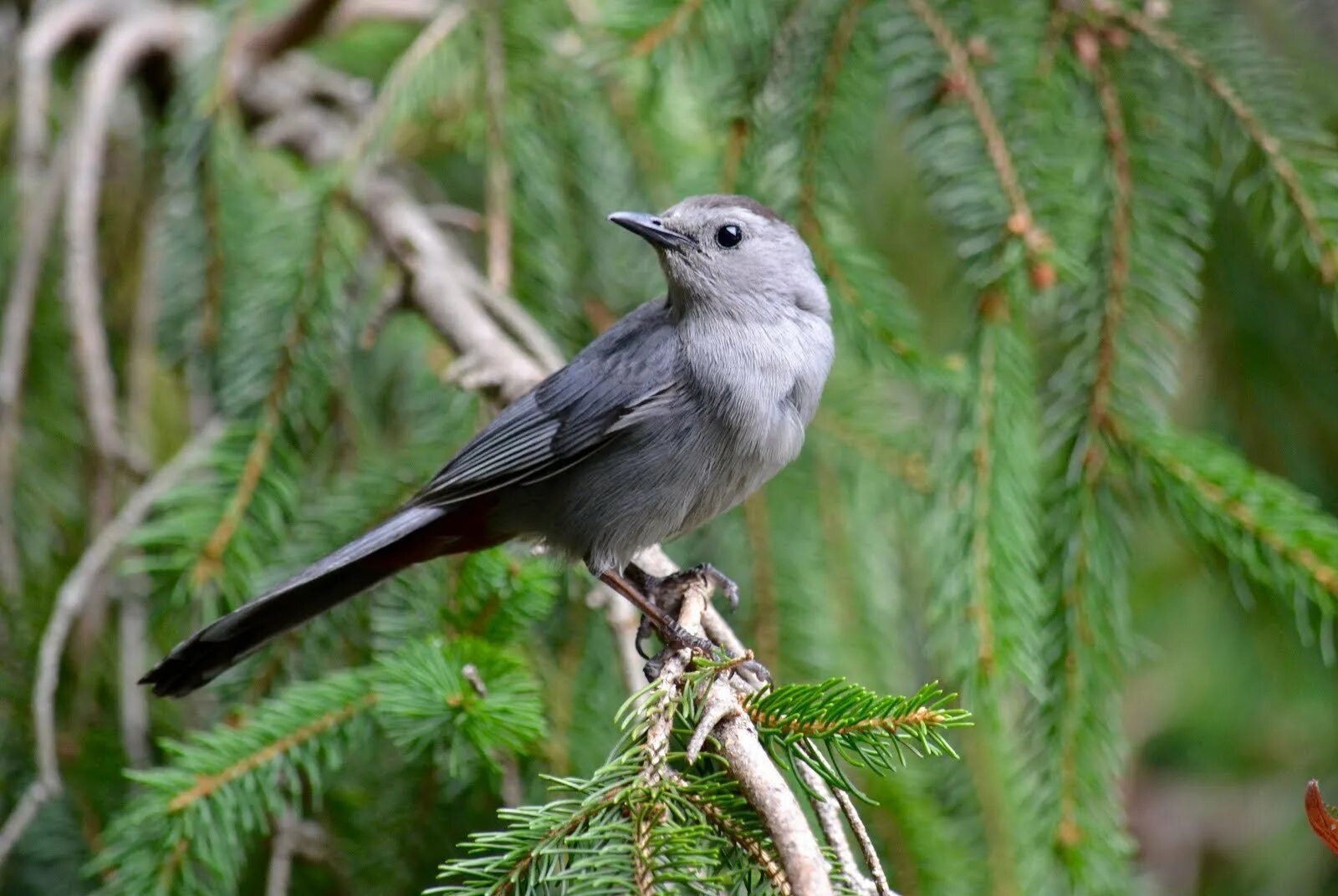 Маленькая серая с длинным хвостом. Серый Дрозд (Grey Catbird). Горихвостка Сибирская пение. Серенькая Лесная птичка. Длиннохвостая птичка серая.