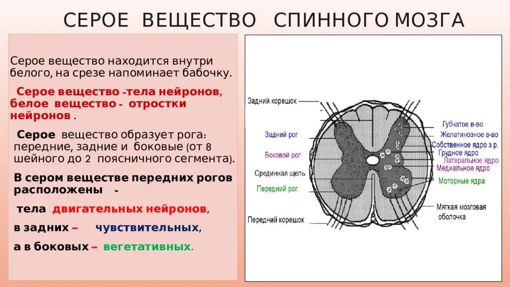 Передние и задние рога сегментов спинного. Строение спинного мозга отделы. Структуры серого и белого вещества спинного мозга. Строение белого вещества спинного мозга человека. Структура серого вещества мозга.