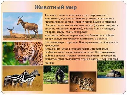 Животные саванн северной америки