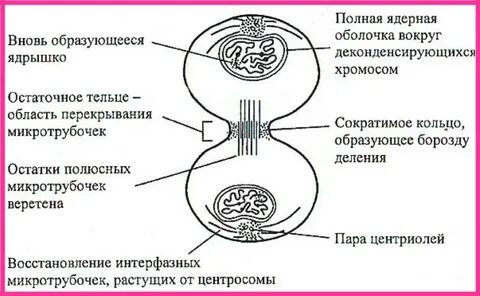 Цитокинез происходит в